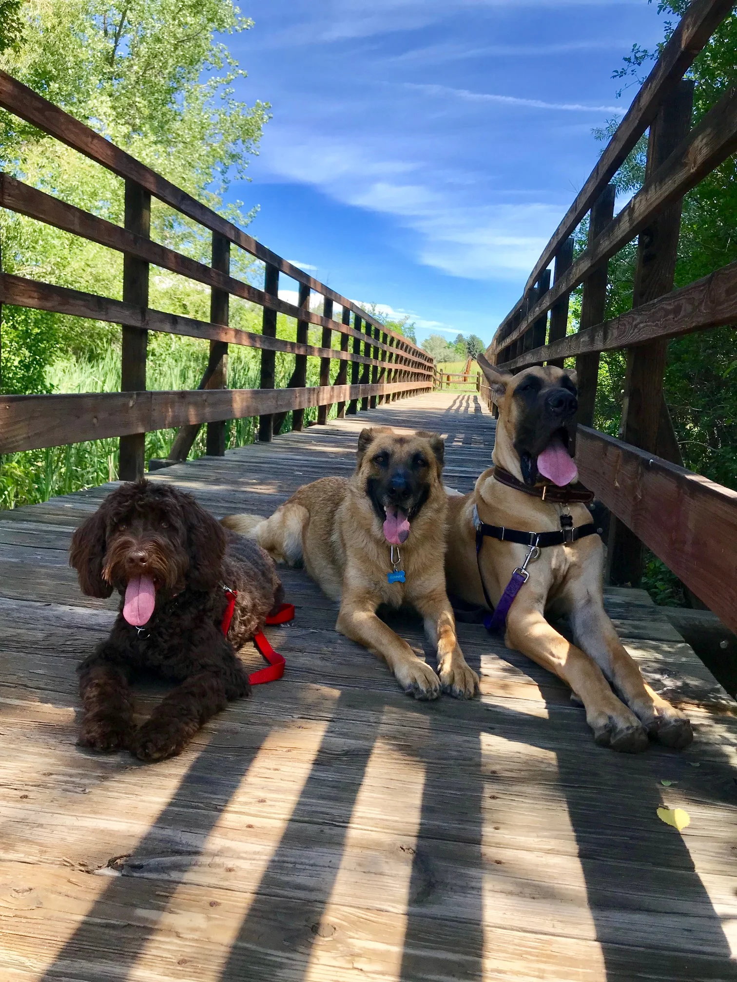 Bennie, Gunner & Prince stopping for a quick pic during our hike in Cherry Hills. All 3 pups highly benefit from our fun, mentally and physically engaging fitness hikes. Helping each of them become more responsive and relaxed in their daily lives :)