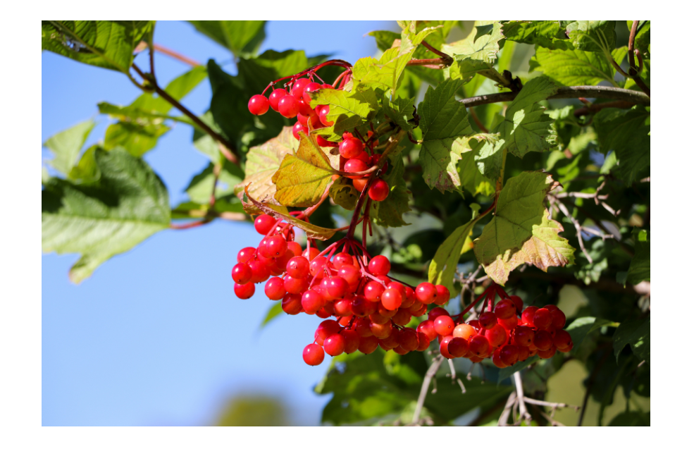 Your paragraph text (3).png