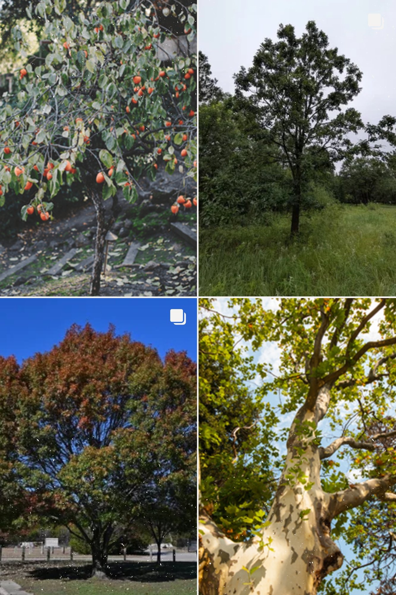 Upland Variety Pack (1).jpg