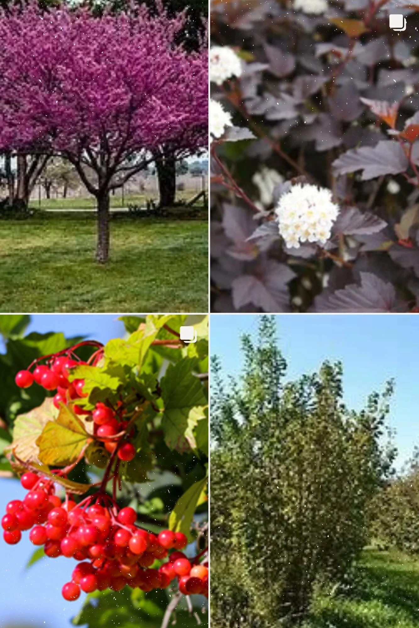 Upland Variety Pack (2).jpg