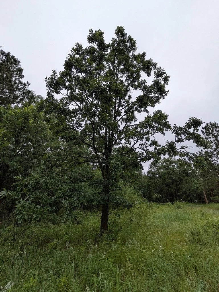 Bur oak.jpg