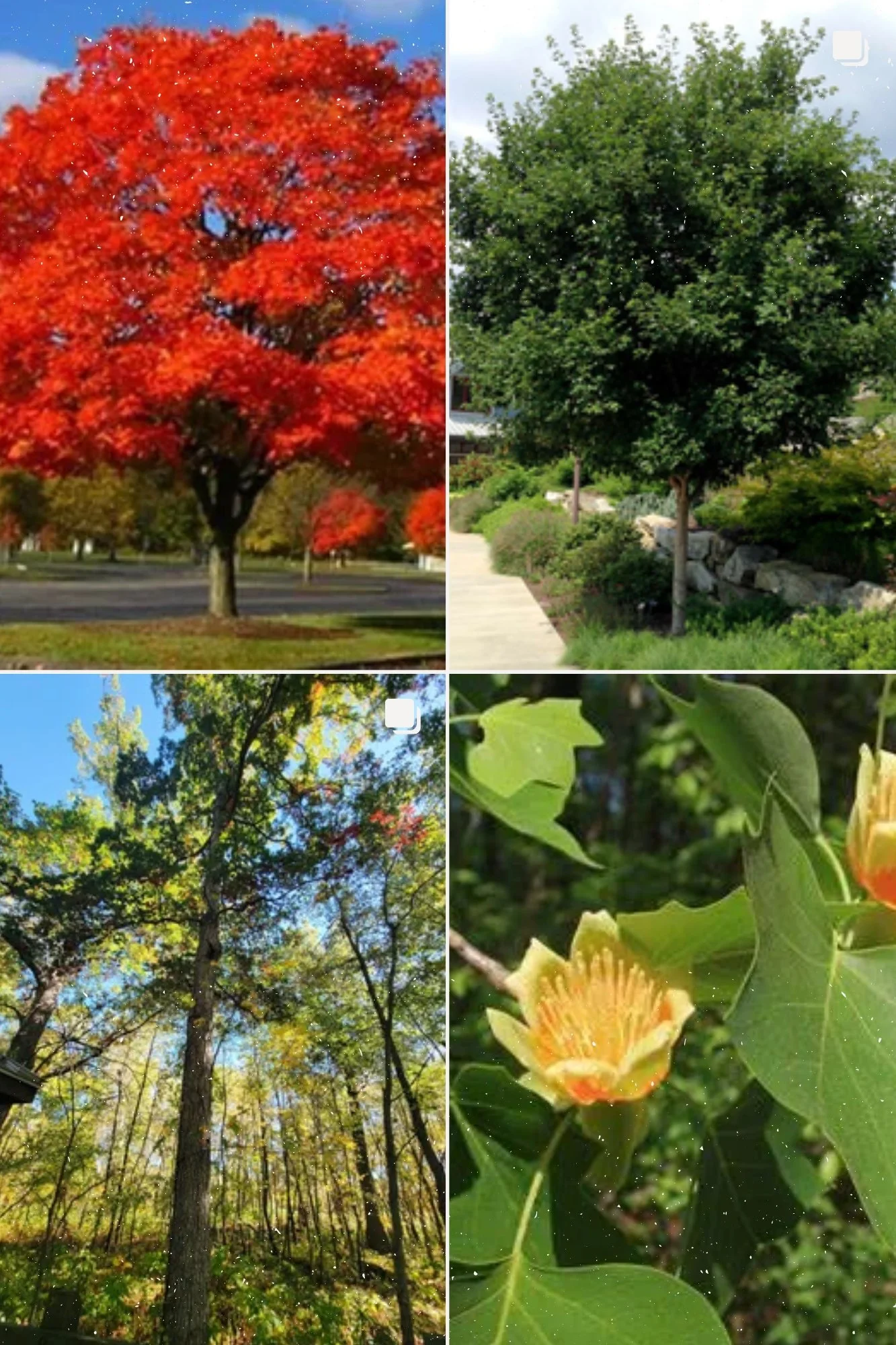 Upland Variety Pack.jpg