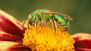 green sweat bee.jpg