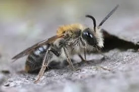 mining bee.jpg