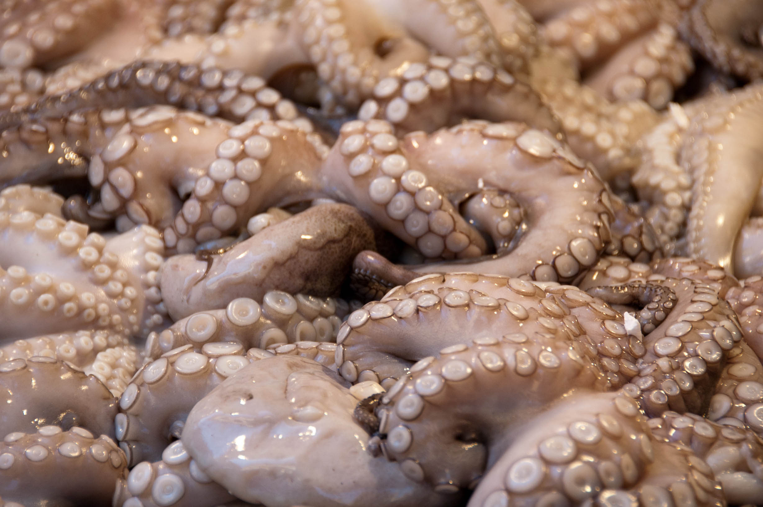 fresh octopus fish market harlem.jpg