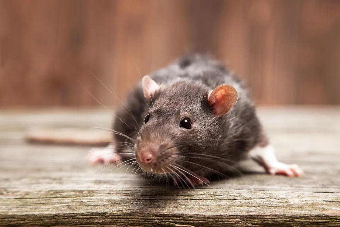 rat.jpg
