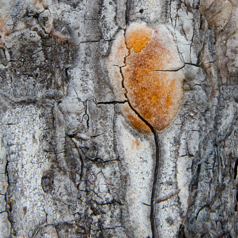 Arbor Series I