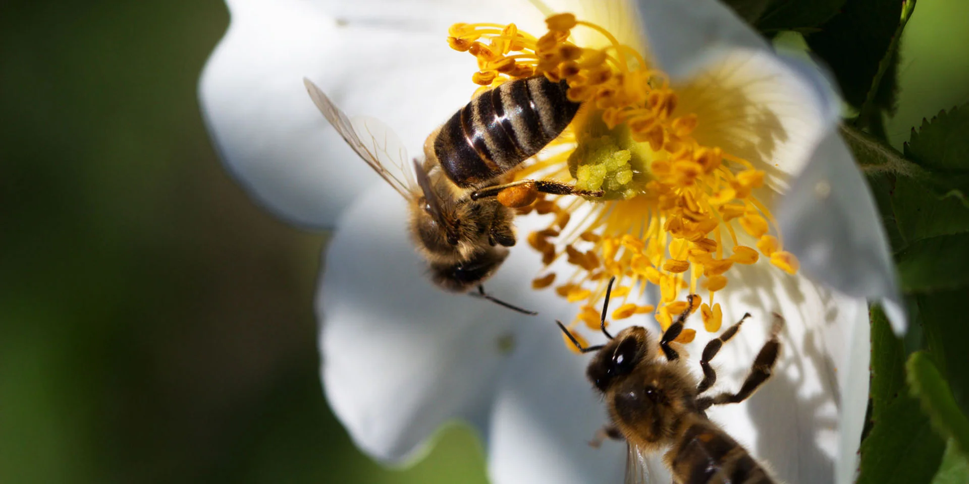 Maine Bee Wellness