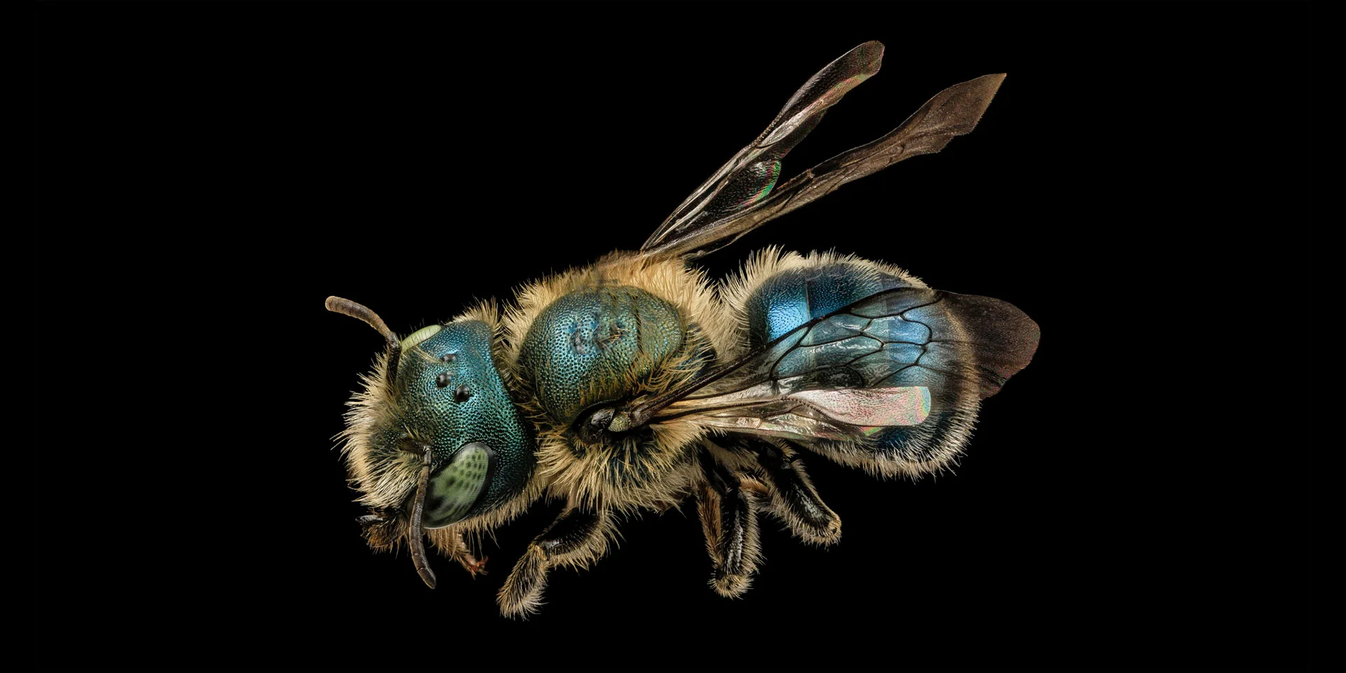 Osmia atriventris (Maine Blueberry Bee) - One of the more than 276 bees native to Maine!