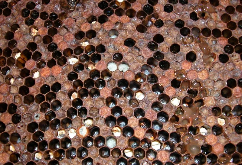 Courtesy The Animal and Plant Health Agency (APHA), Crown Copyright