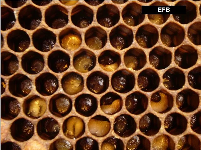 Courtesy of scientificbeekeeping.com