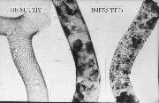 Uninfected Trachea on L. Courtesy The Animal and Plant Health Agency (APHA), Crown Copyright