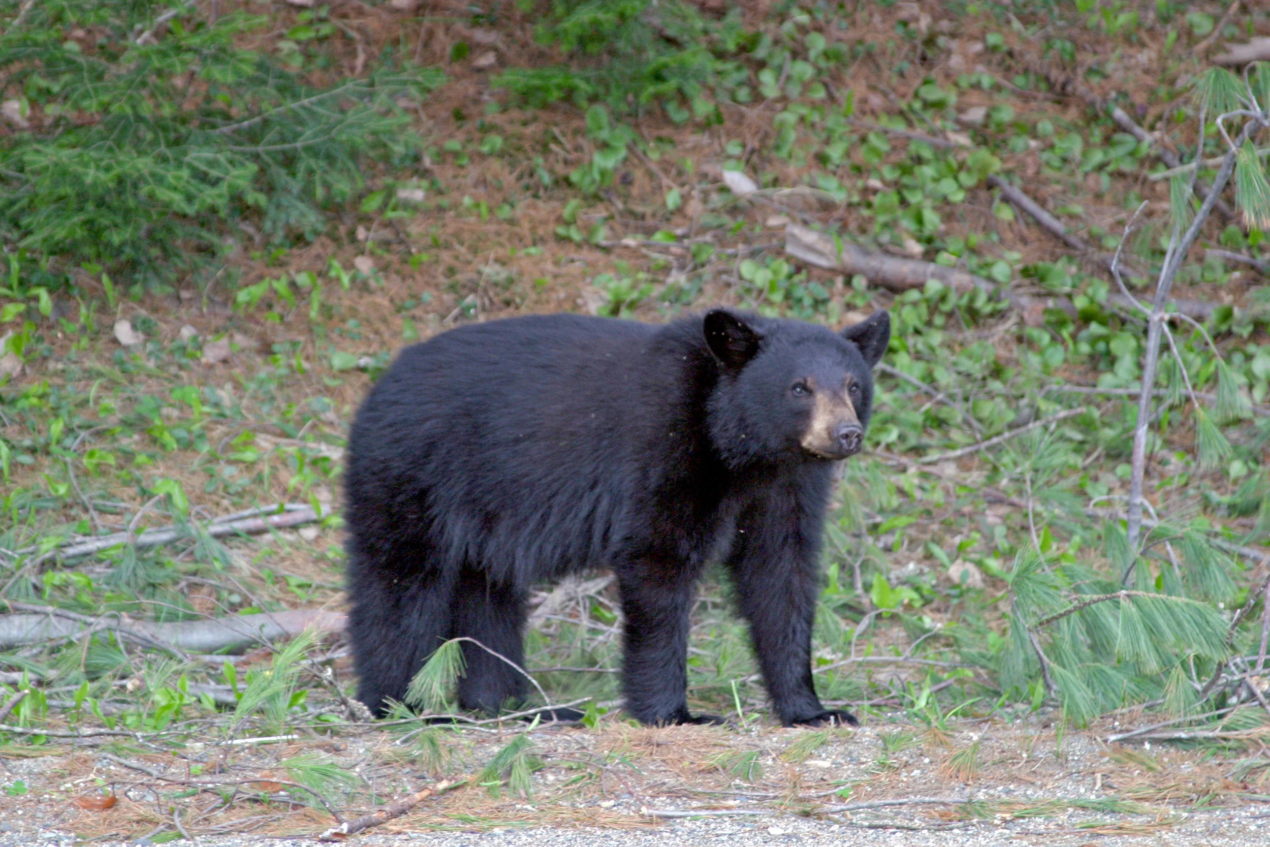 MEBW_Pic_Federal_Black_Bear.jpg