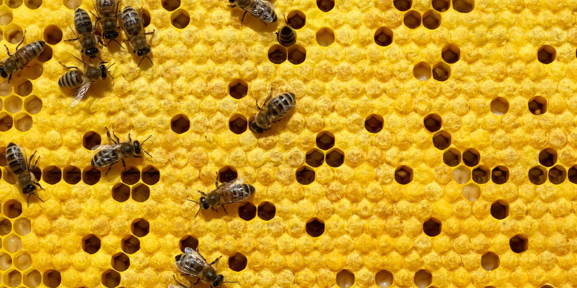 top-MEBW_Pic_Shutterstock_More_comb.jpg