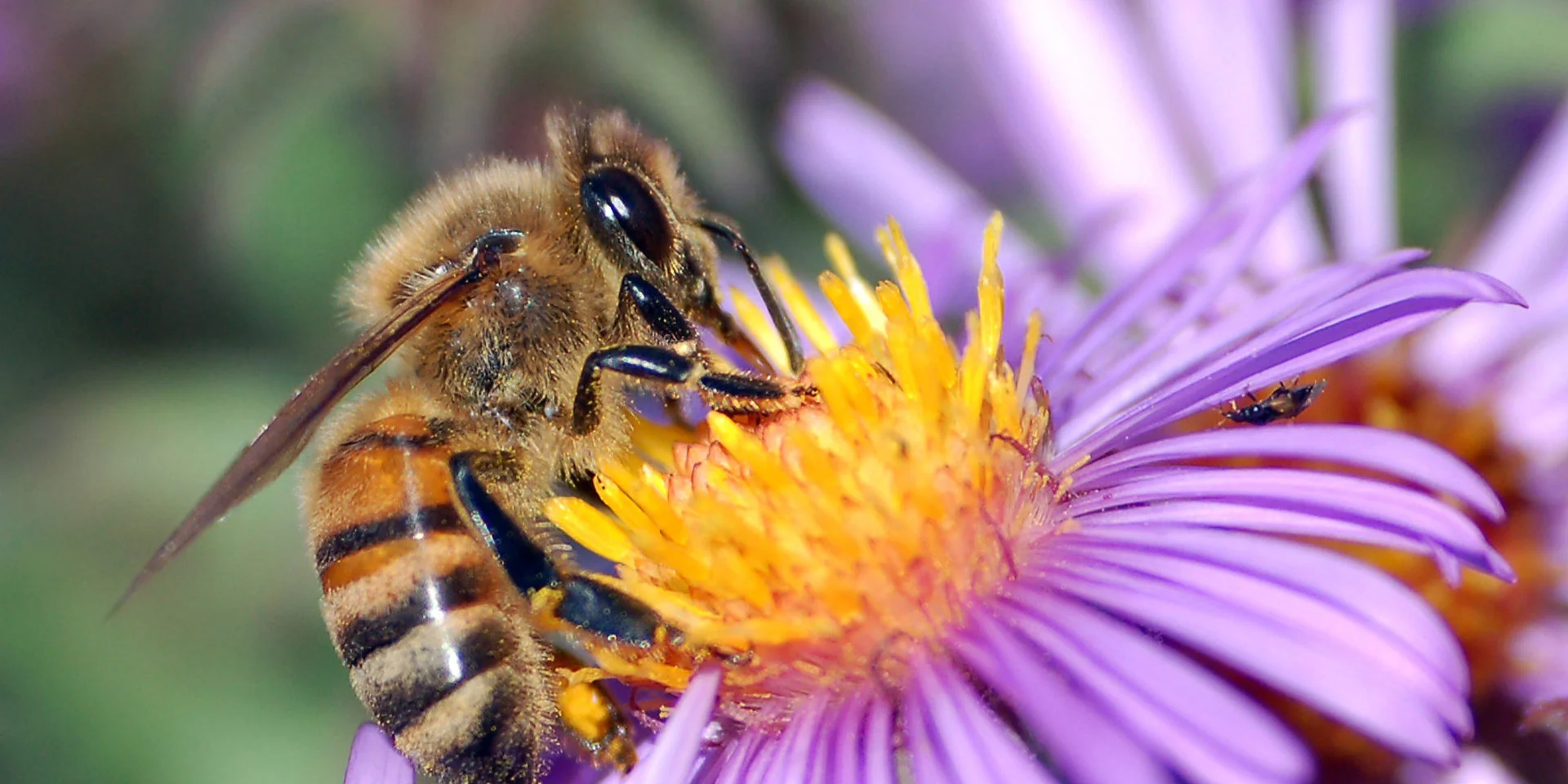 top-MEBW_Pic_Wikipedia-Commons_Bee_on_Aster.jpg