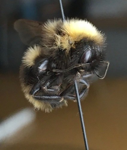 B ashtoni, a/k/a Ashton’s Cuckoo Bumble Bee