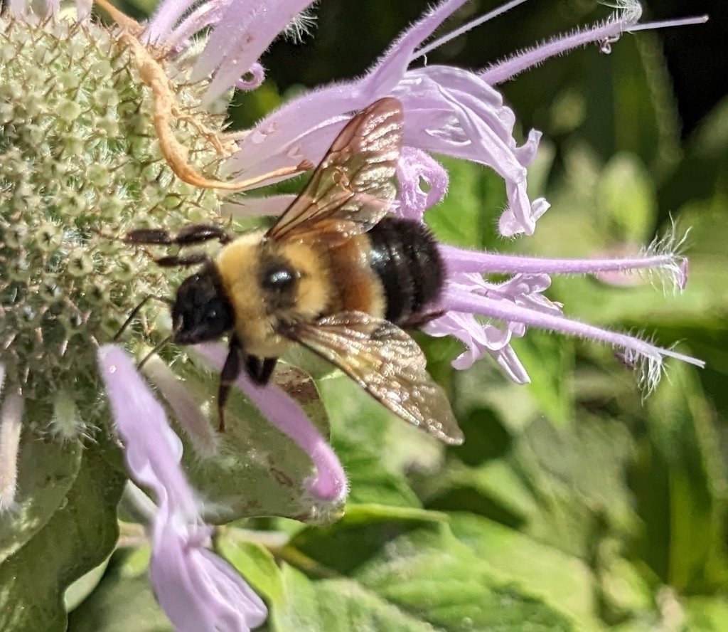 B bimaculatus, a/k/a The Two-spotted Bumble Bee