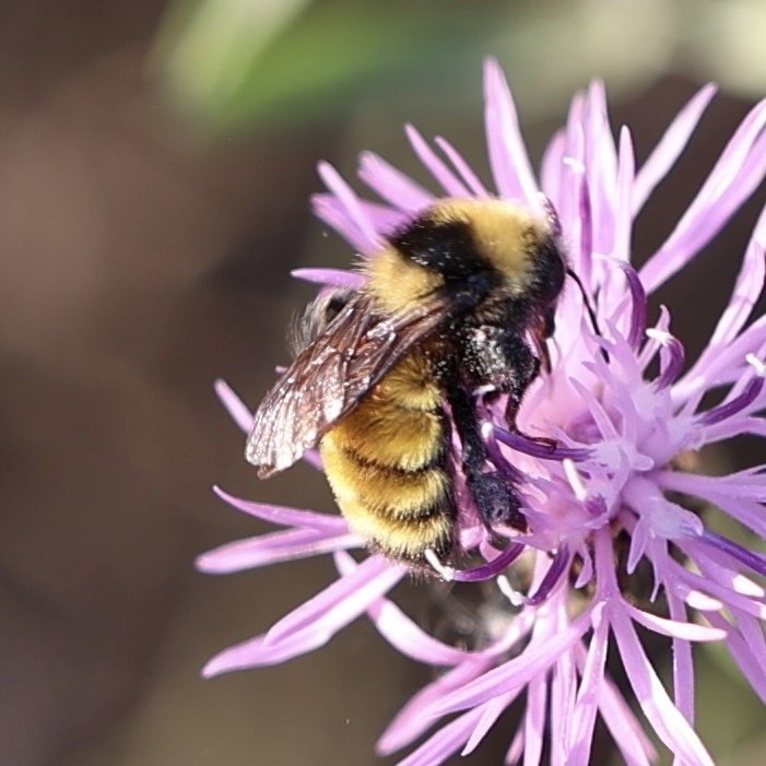 B borealis, a/k/a The Northern Amber Bumble Bee