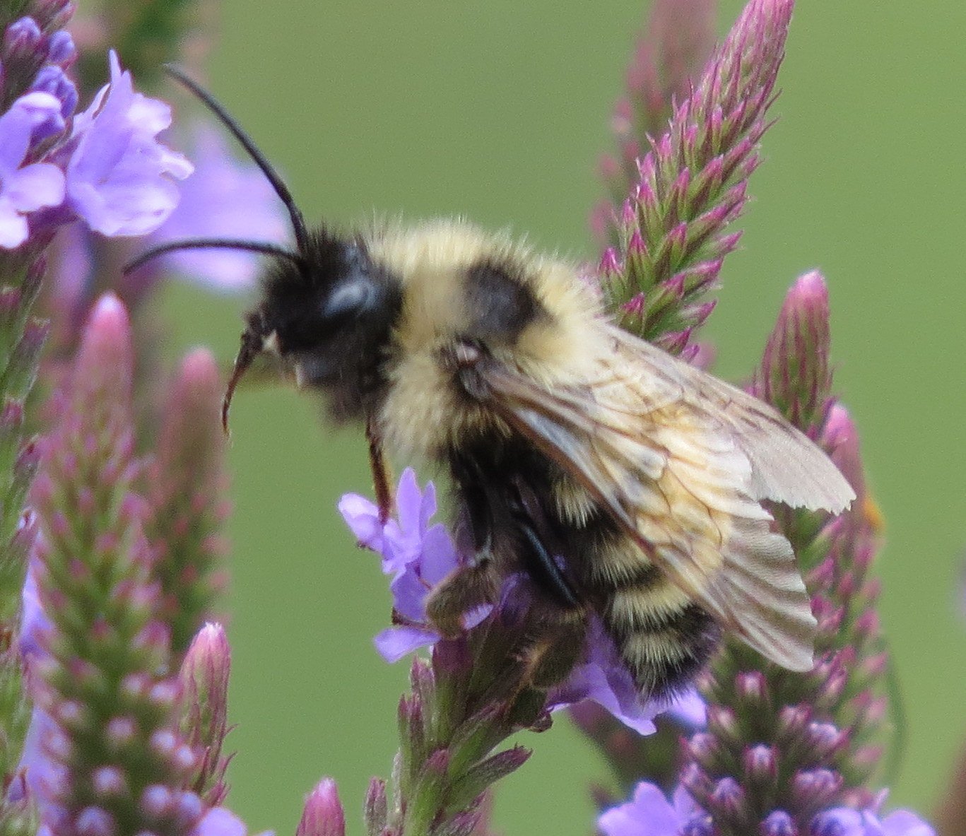 B inularis, a/k/a The Indiscriminate Cuckoo Bumble Bee