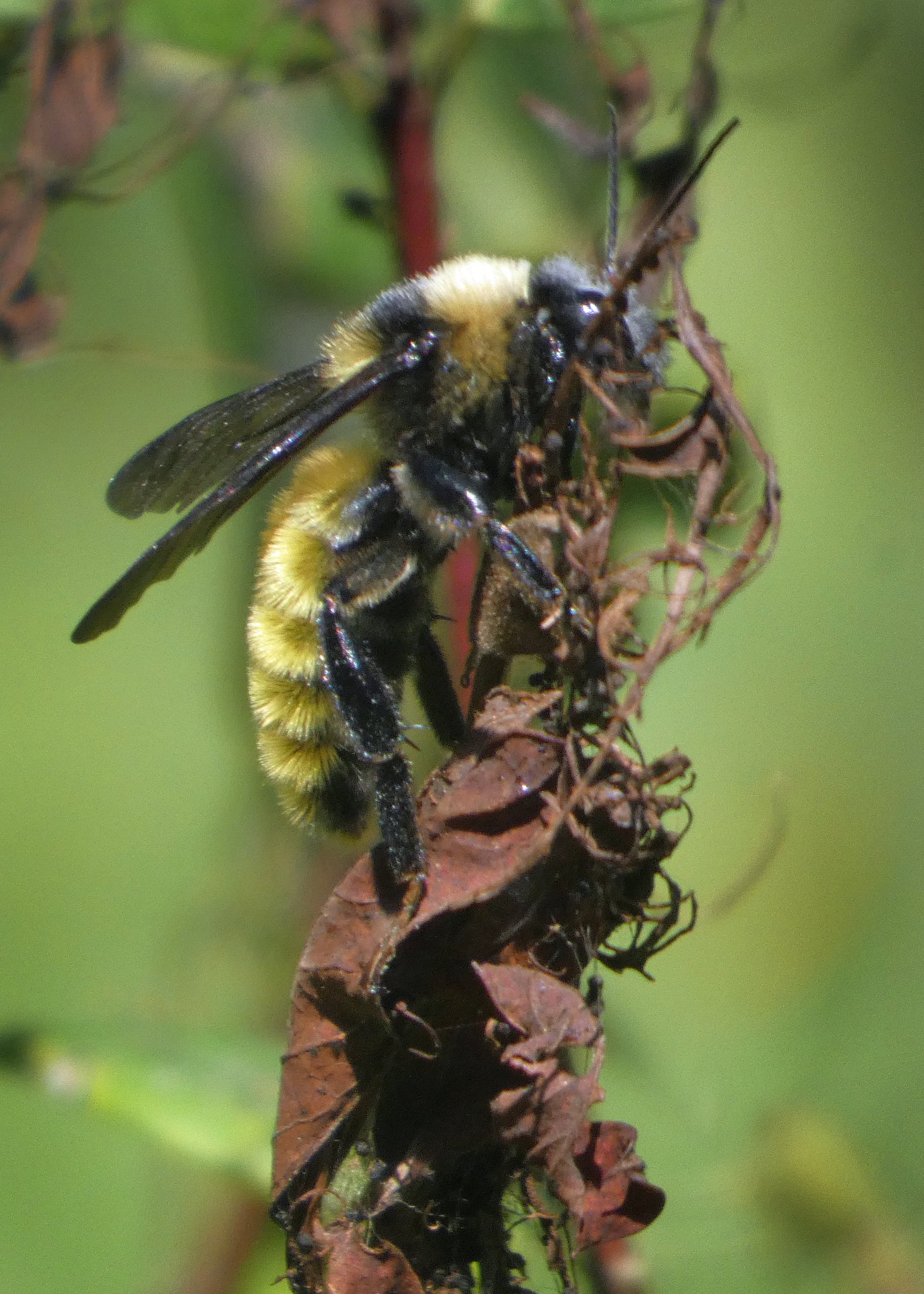 B pensylvanicus, a/k/a The American Bumble Bee
