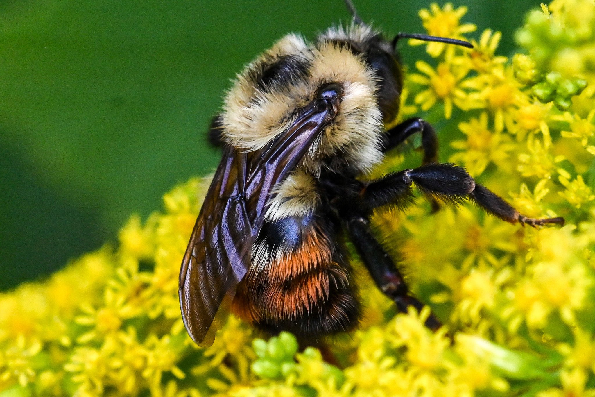 B rufocinctus, a/k/a The Red-belted Bumble Bee