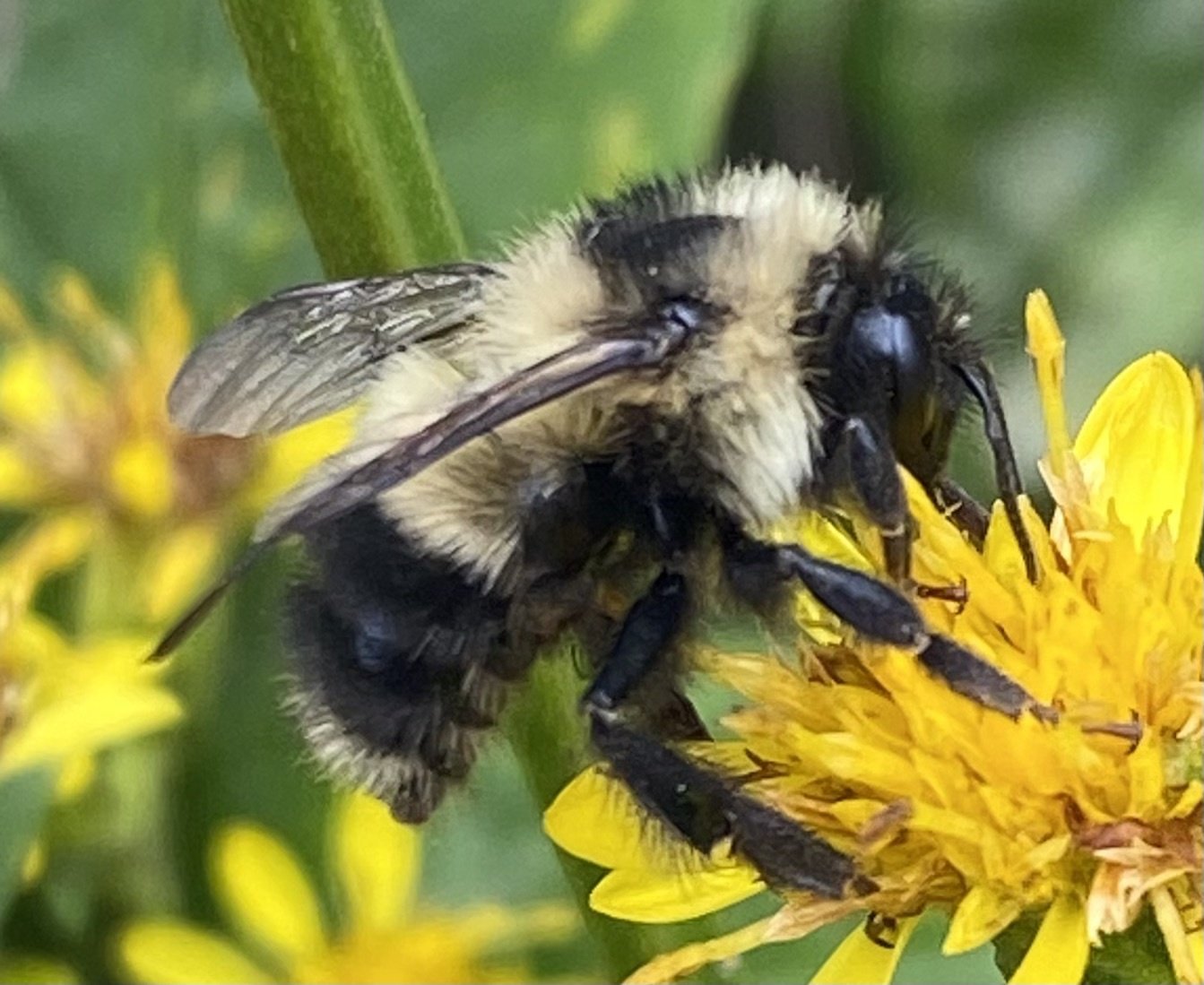 B sandersoni, a/k/a Sanderson's Bumble Bee