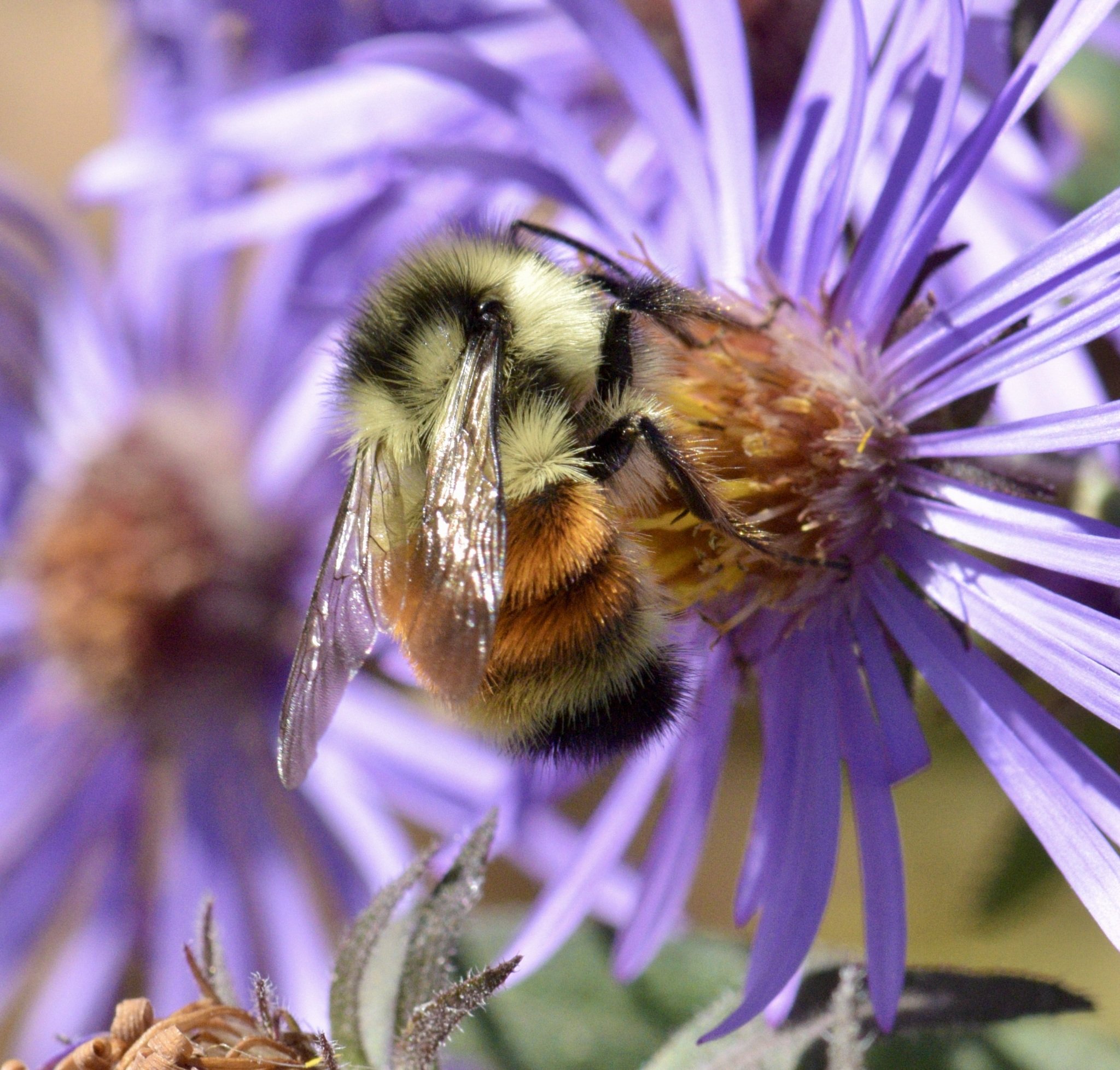 B ternarius, a/k/a The Tri-colored Bumble Bee