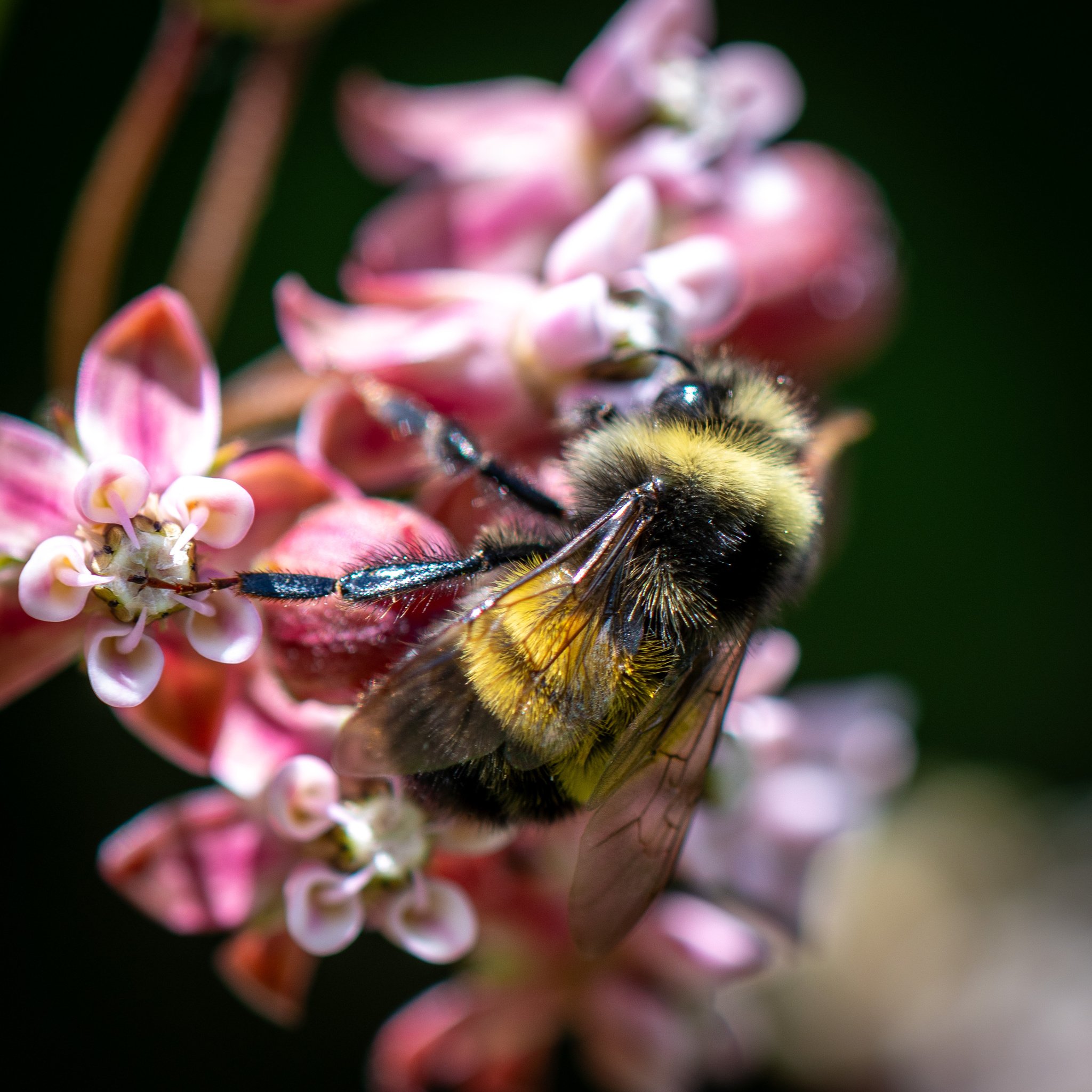 B terricola, a/k/a The Yellow-banded Bumble Bee