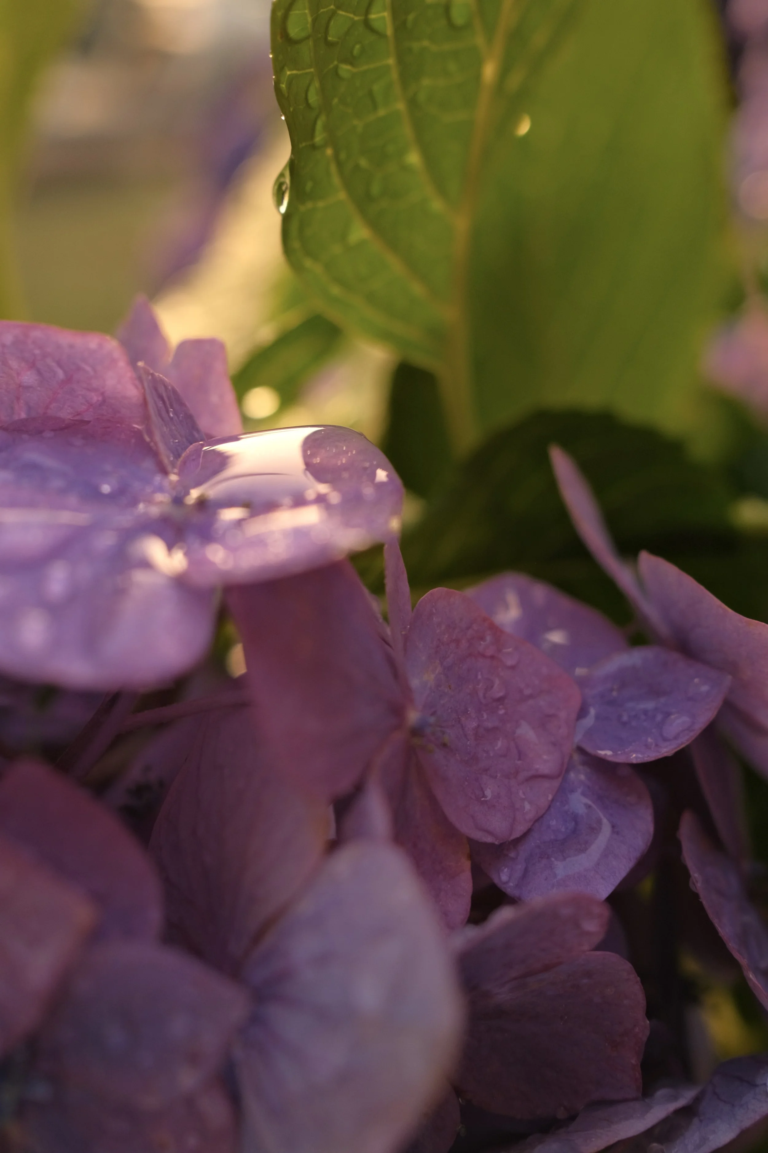 DSCF4702.JPG