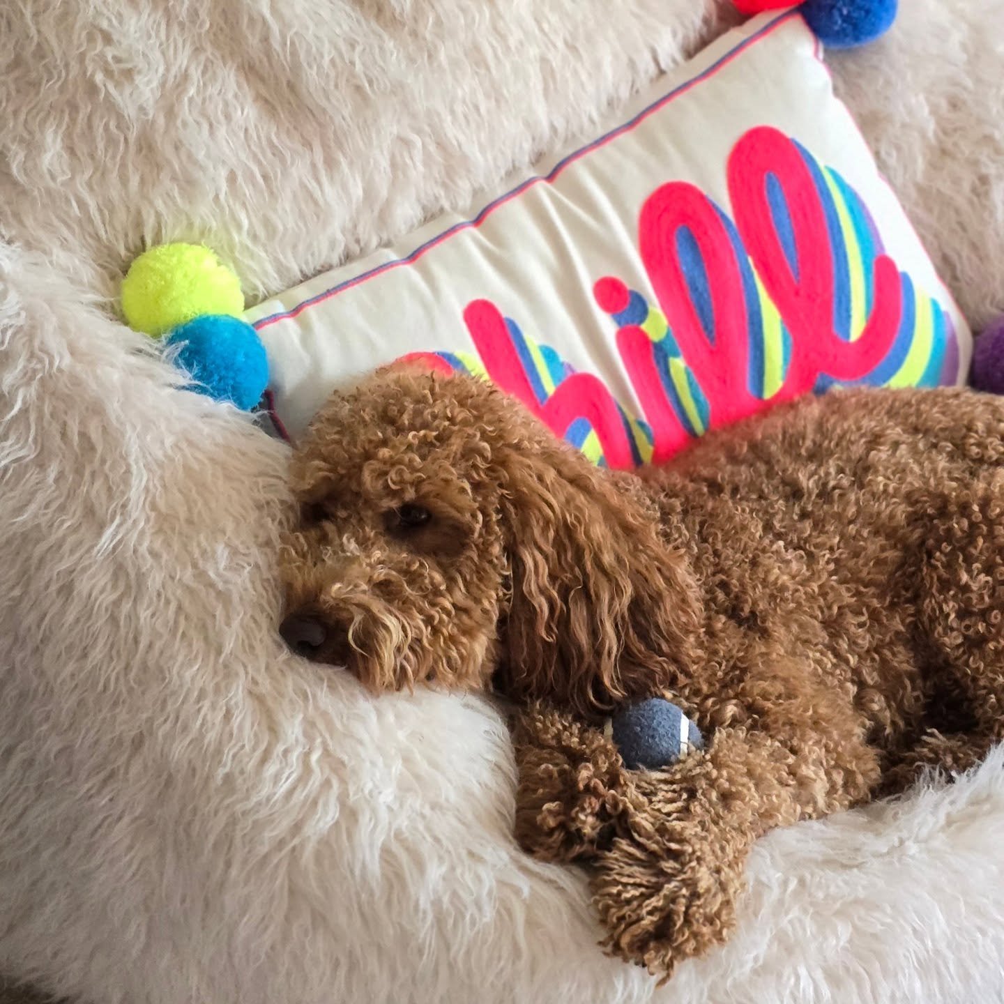 I mean, come on, a whole week of sunshine and we're all melting! We can't/shouldn't complain,  but wow!!!

This gorgeous doggy has the right idea, just chilling on a bean bag, staying out of the rays.

Let's try enjoy it, as we know as soon as the ki