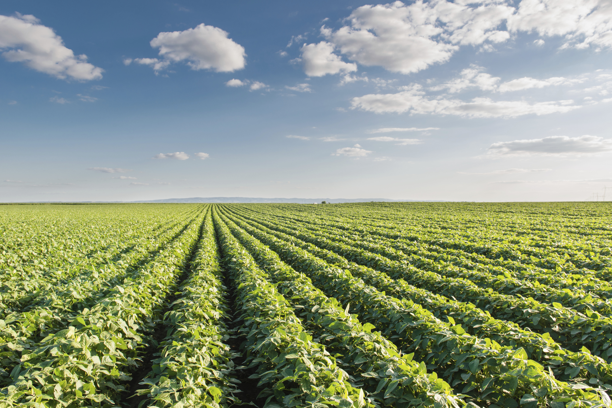 soybean-field.jpg
