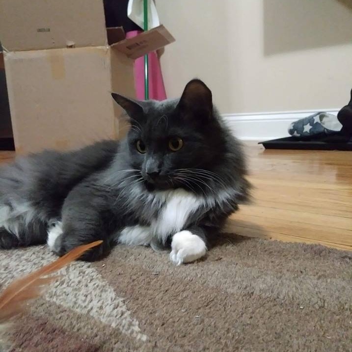 $25 Donation Food and toys for a month for a pet like Liara