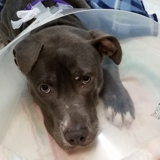 $150 Donation Benefit a pet going under neuter/spay procedure, like Mila who was tied to a fence and left to fend for herself