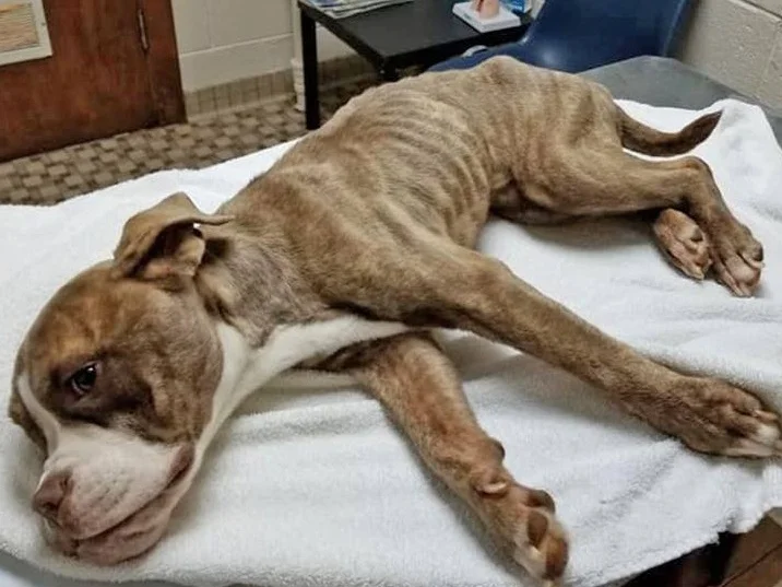 Ethan struggling to hold on at Niles Animal Hospital. 8/26/18