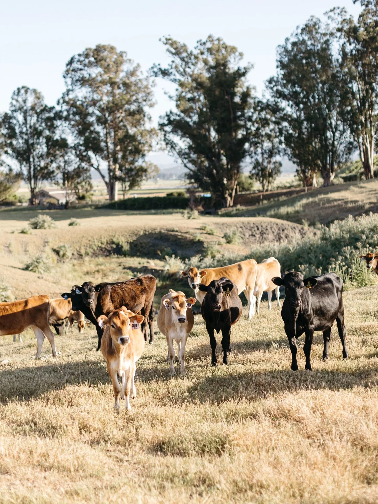 Happy New Year from the Gambonini family! Looking forward to seeing many of you at the ranch in 2026. Cheers to a wonderful year ahead🥂

📸: @amariproductions 

#EventVenue #WeddingVenue #SonomaCounty #SupportLocal #OrganicFarm