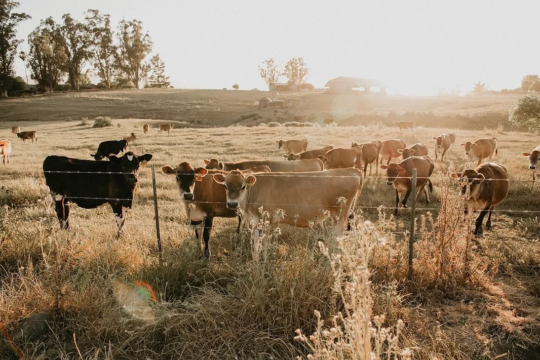 The ladies are always curious to know what&rsquo;s going on at the ranch. Be sure to stop and say hello to them on your way in! They love the attention🥰

📸: @theindicollective 

#SonomaCounty #SupportLocal #DrinkMilk #OrganicFarm