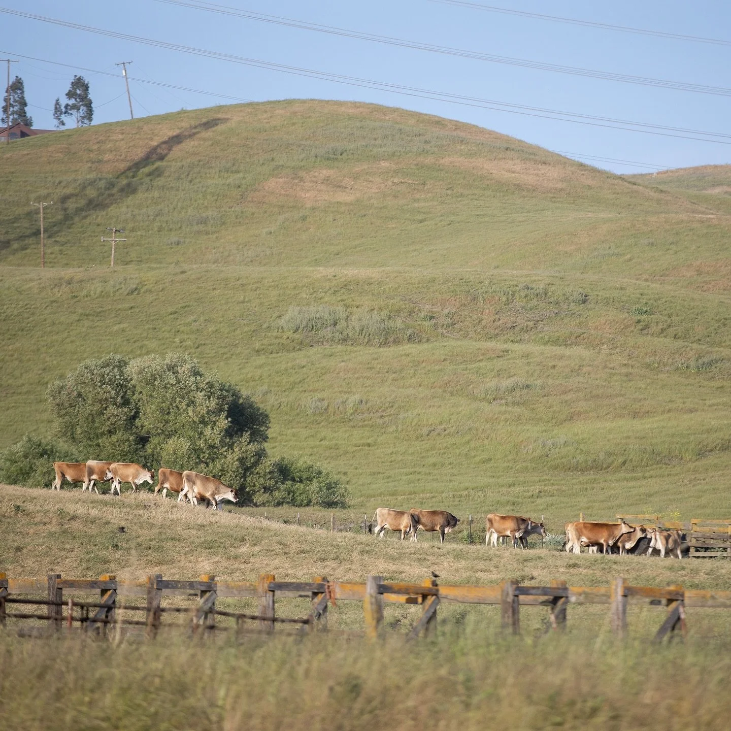 Did you know?

In 1913, Silvio Gambonini purchased our property to build a dairy farm. While we no longer milk cows, the ranch is home to over 200 head of cattle raised on organic land and feed. 

Photo by @sabineschererphotography 

#OrganicFarm #So