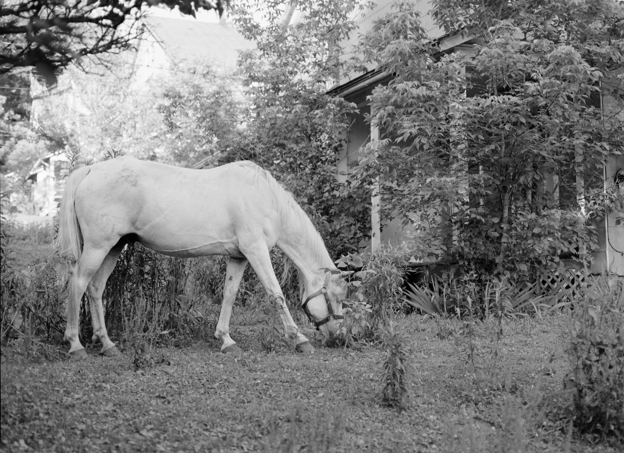 Yellow Dog white horse.jpg