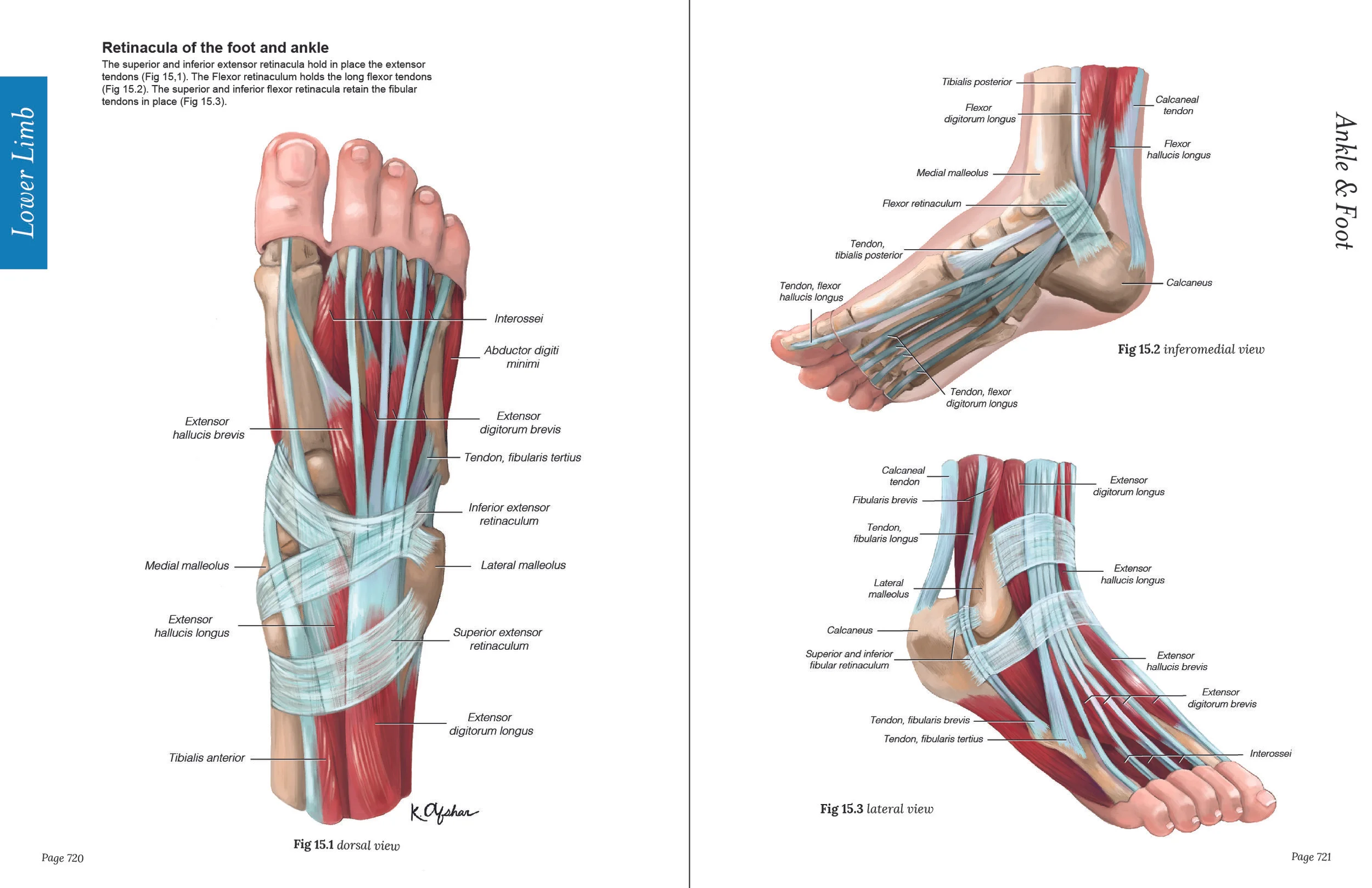 Retinacula of Feet-01.jpg