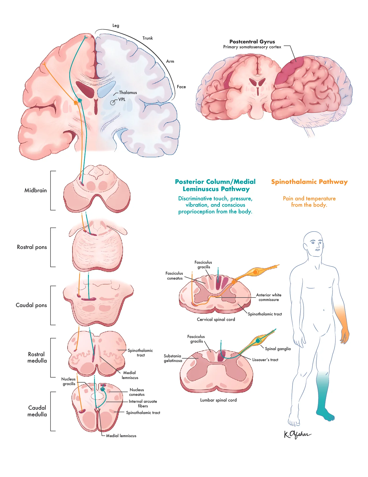 Neuro-01.jpg