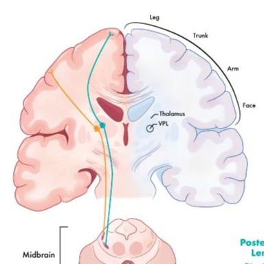 neuro2.jpg