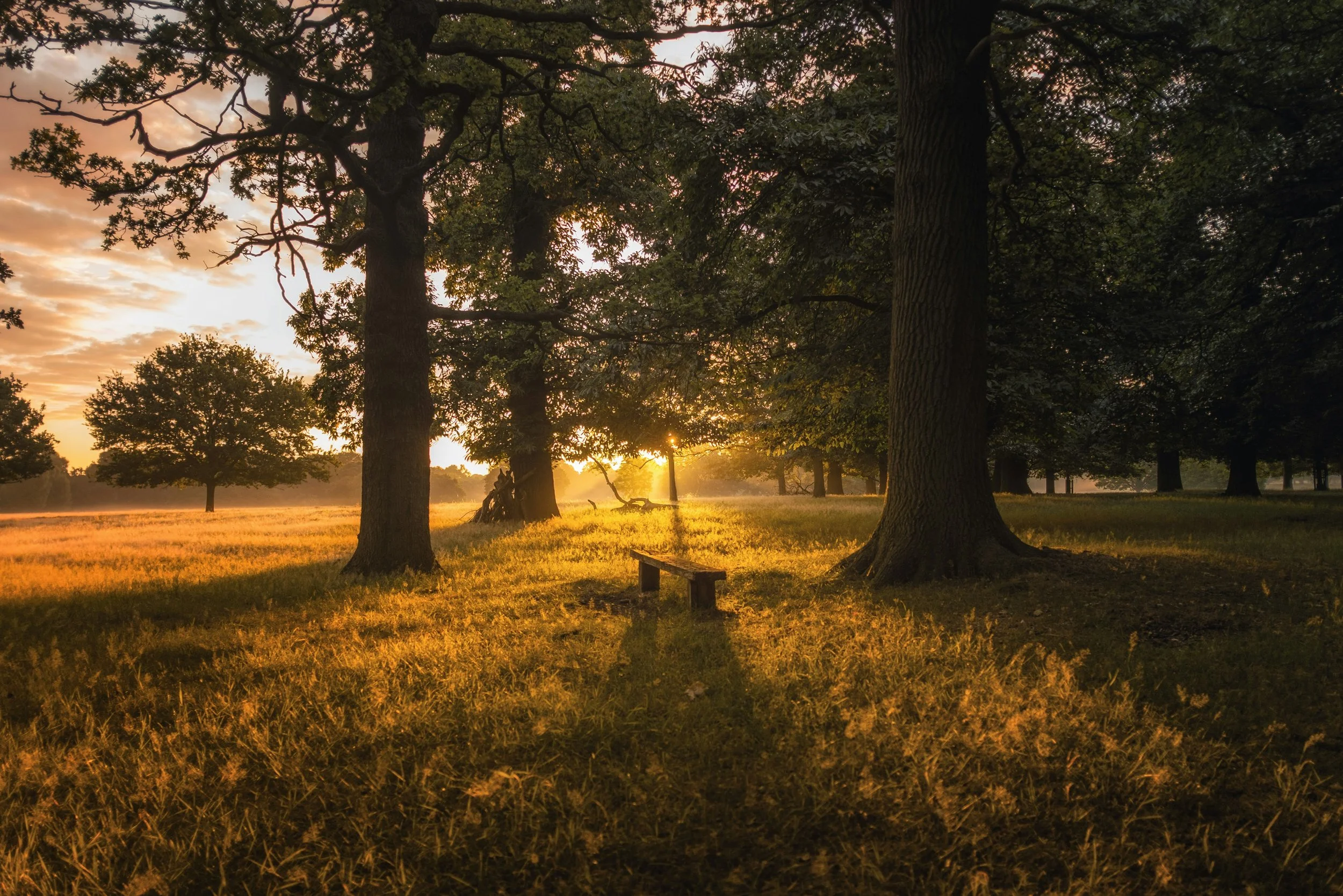 Preparing for the Final Asana: Navigating End-of-Life Options through Mindfulness, Yoga, and Advocacy