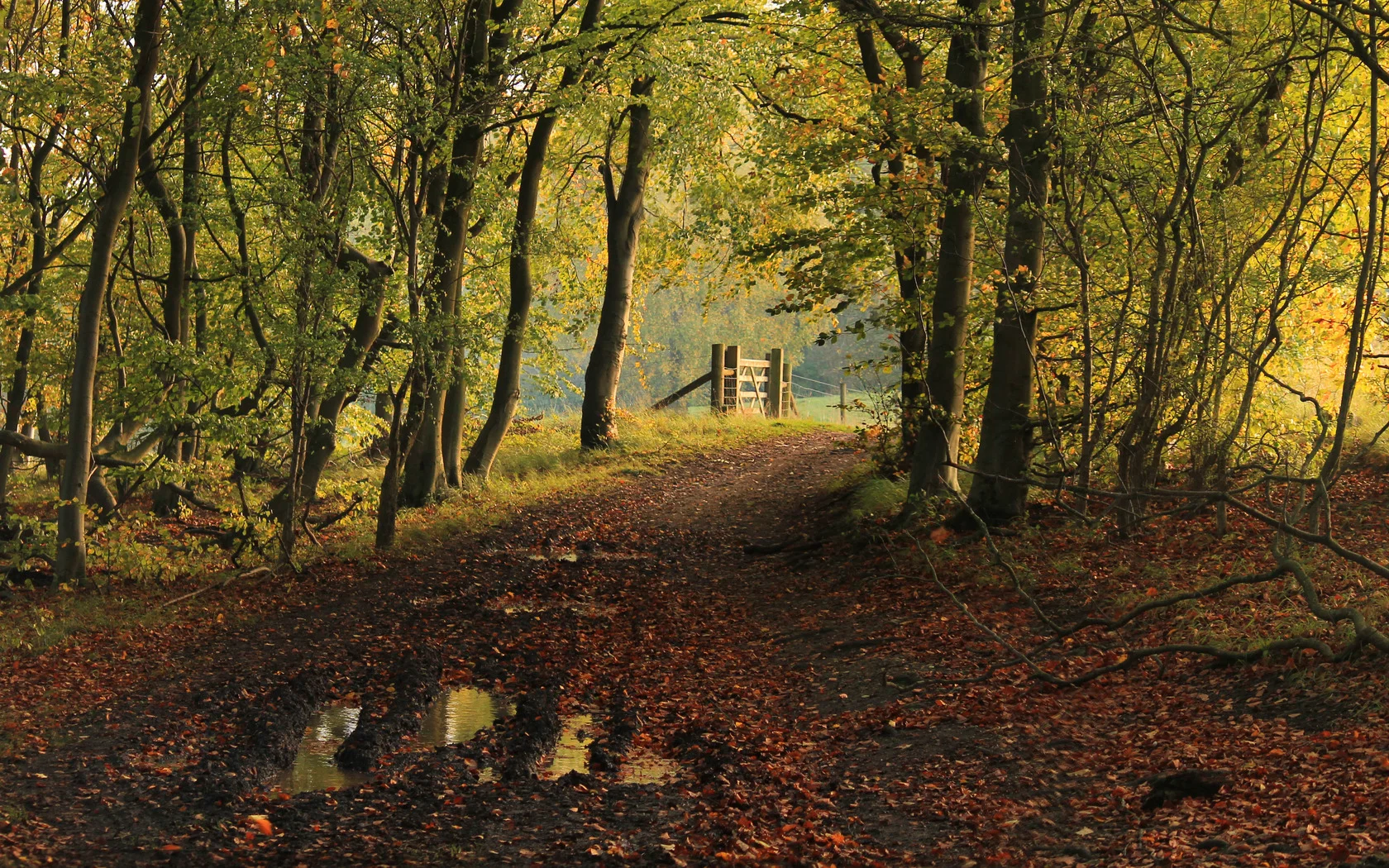 greatbritain-autumn-trees-England-fall-leaves-1047459-wallhere.com.jpg