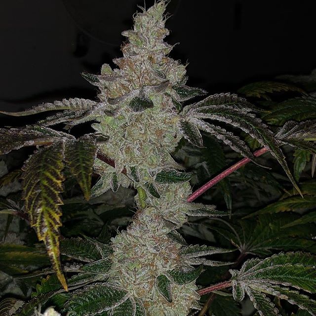 Our #mvp of the day Wedding cake. 👰🎂#cannabiscommunity #cannabis #cannabisculture #cannabis_cuties #highlights #highlife #allwaysgrowing #bombbayfarms #offwhite #superbowl #raiders #photography #supreme #nike