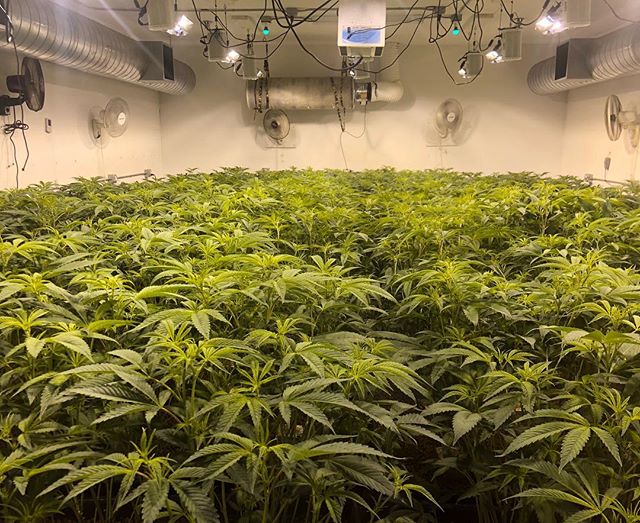Solid room of Wedding Cake, first week of flowering.
#cannabiscommunity #cannabis #cannabisculture #cannabis_cuties #allwaysgrowing #bombbayfarms #offwhite #highlights #high #california #weddingcake #seaofgreen #w420 #420 #bitcoin #tundra #legal #bea