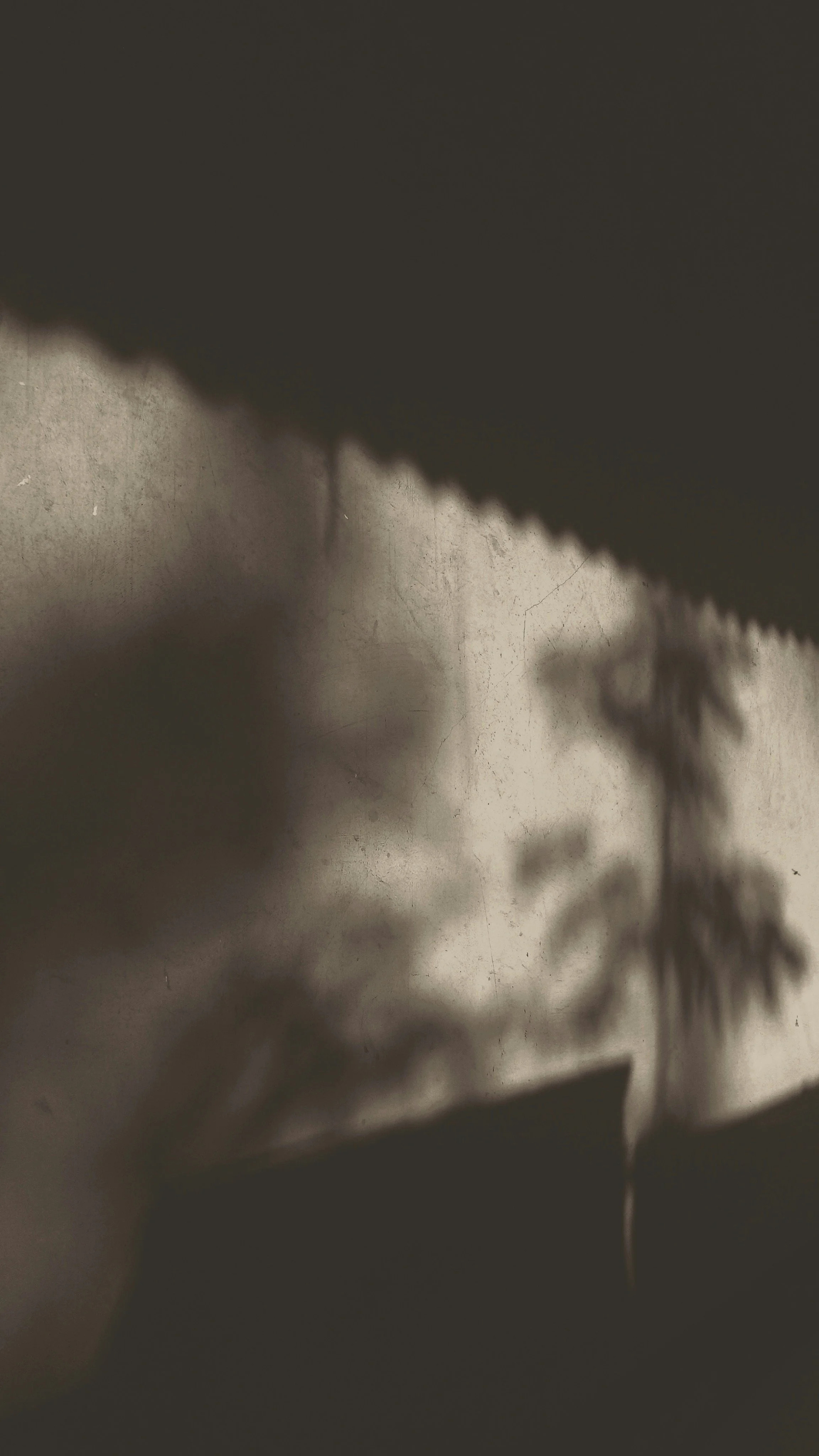 Shadow of a plant cast onto a textured wall.
