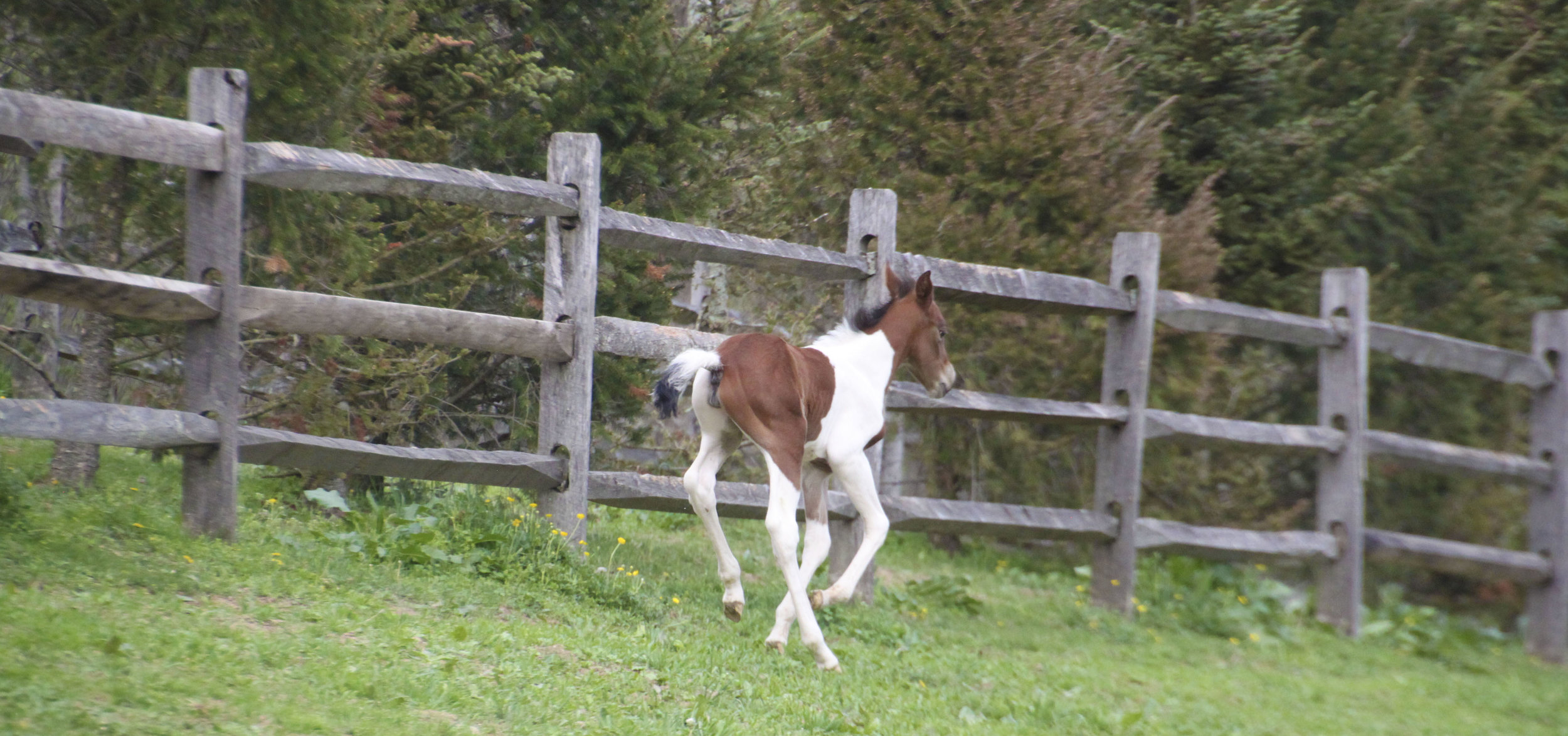 baby trot away.JPG