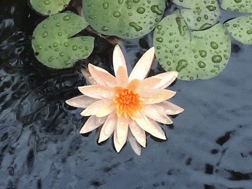 lotus_flower.gif