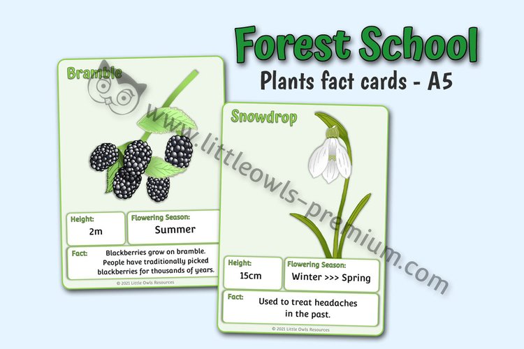 Woodland Plant Fact Cards (A5) — resource cover
