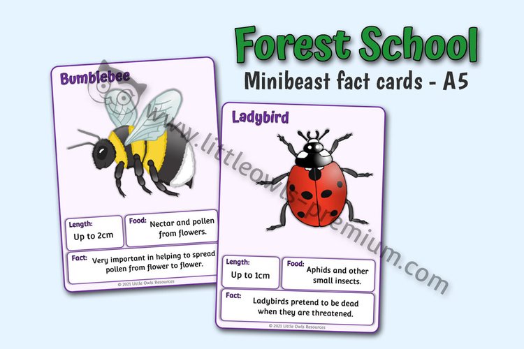 Woodland Minibeast Fact Cards (A5) — resource cover